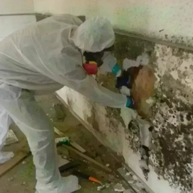 Mold Remediation and Removal in Poplarville, MS